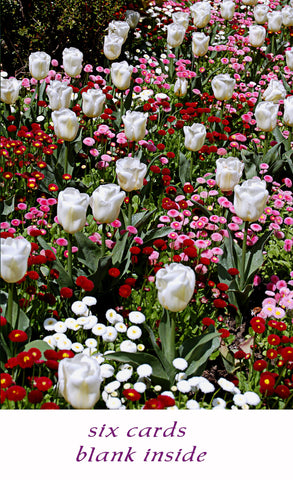 White Tulips - Any Occasion