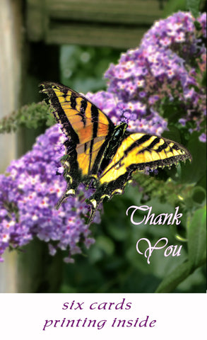 Swallowtail - Thank You