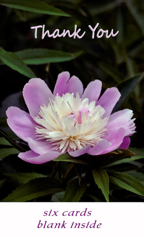 Pink Peony - Thank You